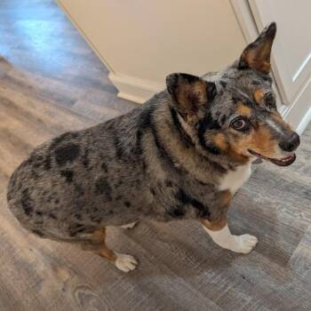 Harley -  Australian Shepherd Dog for Adoption in Maryville, Tennessee - Harley | PetCurious