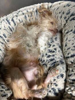 Brussels Griffon and Yorkshire Terrier Dogs Available for Adoption - Fizzgig | PetCurious