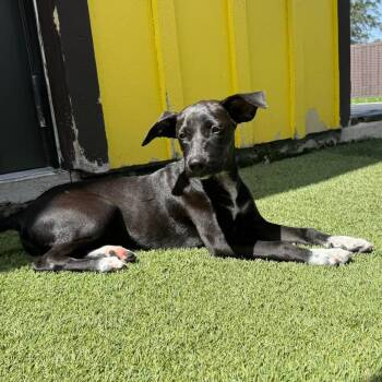 Red Robin 9186 -  Mixed Breed Dog for Adoption in Loxahatchee Groves, Florida - Red Robin 9186 | PetCurious