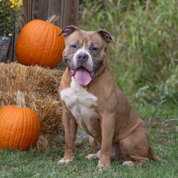 Rescue Pit Bull Terrier Dogs for Adoption in Henderson, Kentucky - Bruiser | PetCurious