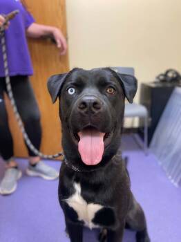 Iggy Pop DNA tested -  Siberian Husky and Mastiff Dog for Adoption in Eastpointe, Michigan - Iggy Pop DNA Tested | PetCurious