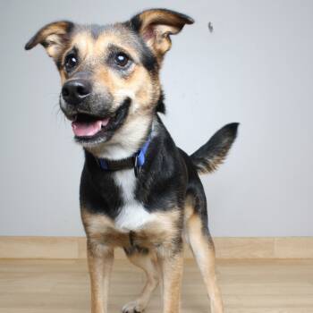 Rescue German Shepherd Dog and Shepherd Dogs for Adoption in Minnetonka, Minnesota - Carlee D67053 | PetCurious