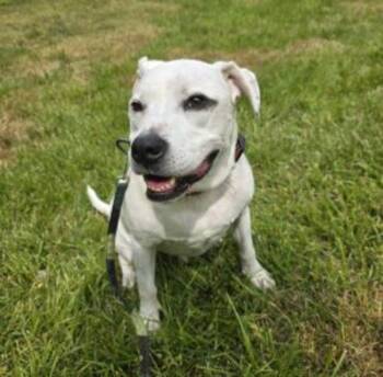 Rino -  American Bully Dog for Adoption in Salisbury, Maryland - Rino | PetCurious