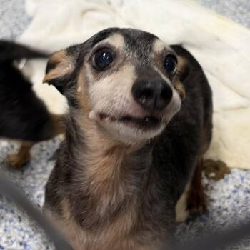 Cookies n cream -  Chihuahua and Mixed Breed Dog for Adoption in Greenville, South Carolina - Cookies N Cream | PetCurious