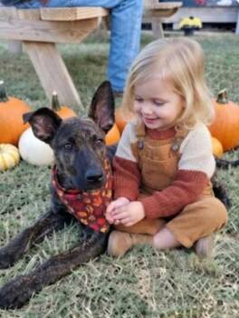 Timmy - Love and Snuggle Buddy -  Dutch Shepherd and German Shepherd Dog Dog for Adoption in Baytown, Texas - Timmy - Love And Snuggle Buddy | PetCurious