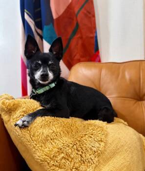 Boomer Chip Lap Loving Cutie -  Chihuahua Dog for Adoption in Friendswood, Texas - Boomer Chip Lap Loving Cutie | PetCurious