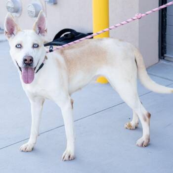 Frosty -  Mixed Breed Dog for Adoption in Las Cruces, New Mexico - Frosty | PetCurious