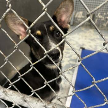 Shepherd and Corgi Dogs Available for Adoption - Serena | PetCurious