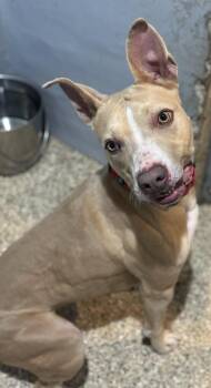 Lanie -  Pit Bull Terrier Dog for Adoption in Incline Village, Nevada - Lanie | PetCurious