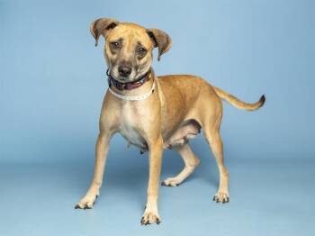 KANGAROO -  German Shepherd Dog Dog for Adoption in Phoenix, Arizona - KANGAROO | PetCurious