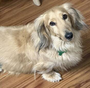 Dachshund Dogs Available for Adoption - Penner | PetCurious