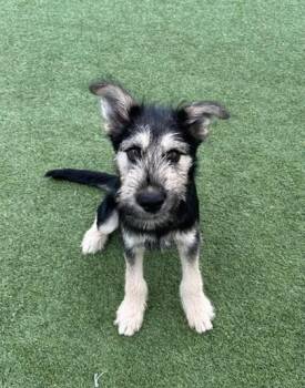 Terrier and Mixed Breed Dogs Available for Adoption in Fort Worth, Texas - Duke | PetCurious