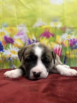 Charlene -  American Staffordshire Terrier and Mixed Breed Dog for Adoption in San Antonio, Texas - Charlene | PetCurious
