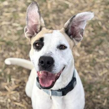 JUDY -  American Staffordshire Terrier Dog for Adoption in San Antonio, Texas - JUDY | PetCurious