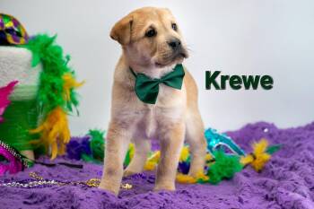 Shar Pei Dogs Available for Adoption - Krewe | PetCurious