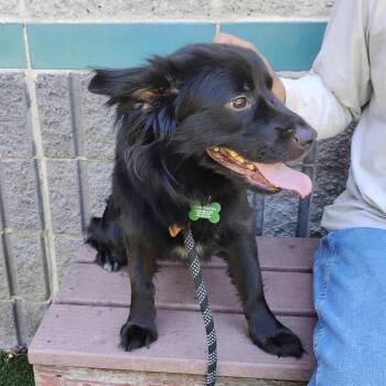 Spaniel Dogs Available for Adoption in Pleasanton, California - NELSON | PetCurious