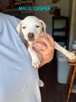 Casper -  Mixed Breed Dog for Adoption in Stephens City, Virginia - Casper | PetCurious