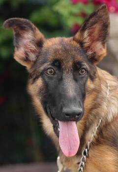 Rescue German Shepherd Dog Dogs for Adoption in Los Angeles, California - *Mandy Von Moutier | PetCurious