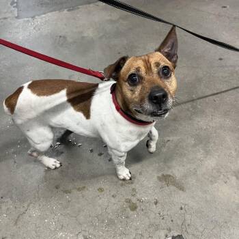 Juan -  Beagle and Mixed Breed Dog for Adoption in Tampa, Florida - Juan | PetCurious