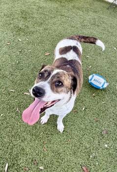 Virginia -  American Staffordshire Terrier and Mixed Breed Dog for Adoption in Daphne, Alabama - Virginia | PetCurious