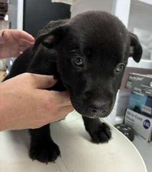 Shadow -  Labrador Retriever and Mixed Breed Dog for Adoption in Gainesville, Florida - Shadow | PetCurious
