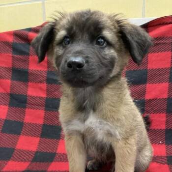 Shepherd and Collie Dogs Available for Adoption in Beaumont, Texas - Whiskey | PetCurious
