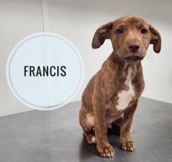 Rescue Pit Bull Terrier Dogs for Adoption in Gold Beach, Oregon - Francis | PetCurious