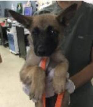 Pita -  Mixed Breed Dog for Adoption in West Chester, Pennsylvania - Pita | PetCurious