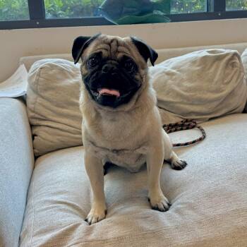Rescue Pug Dogs for Adoption in Savannah, Georgia - Vince | PetCurious