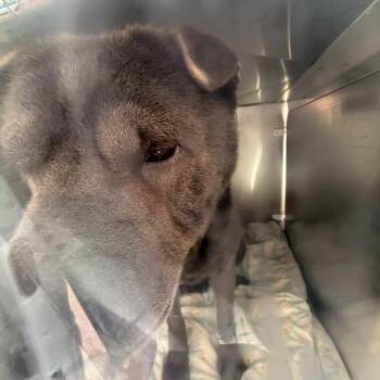 Orville -  Shar Pei Dog for Adoption in Philadelphia, Pennsylvania - Orville | PetCurious