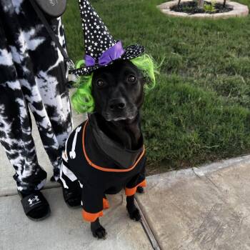 Rescue Labrador Retriever and Pit Bull Terrier Dogs for Adoption in Austin, Texas - Chetty JuM | PetCurious