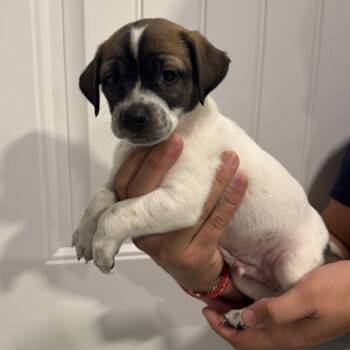 Rescue Pug and Mixed Breed Dogs for Adoption in San Antonio, Texas - Mystery | PetCurious