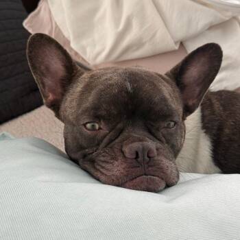 French Bulldog Dogs Available for Adoption in Montgomery, Texas - Chester | PetCurious