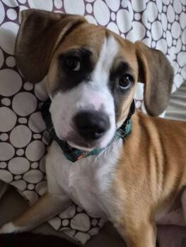 Rhoda -  Terrier Dog for Adoption in Germantown, Ohio - Rhoda | PetCurious