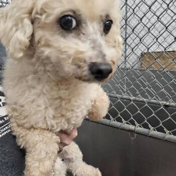 Shadow -  Bichon Frise Dog for Adoption in Kalamazoo, Michigan - Shadow | PetCurious