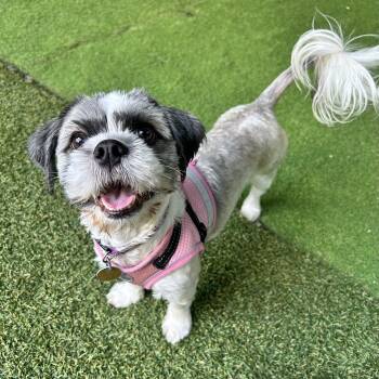 Beverly -  Shih Tzu Dog for Adoption in Huntington, New York - Beverly | PetCurious