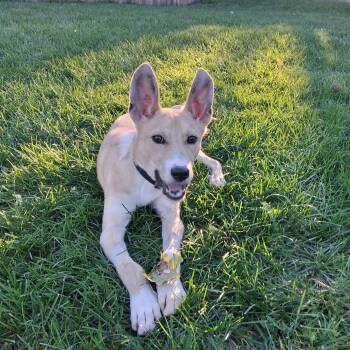 Malcolm -  Carolina Dog and Mixed Breed Dog for Adoption in Oxford, Michigan - Malcolm | PetCurious