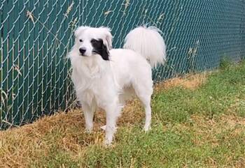 FROSTY -  Border Collie and Mixed Breed Dog for Adoption in Springfield, Massachusetts - FROSTY | PetCurious