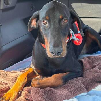Dobby -  Doberman Pinscher Dog for Adoption in Yukon, Oklahoma - Dobby | PetCurious