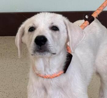 Benny -  Great Pyrenees and Mixed Breed Dog for Adoption in Amery, Wisconsin - Benny | PetCurious