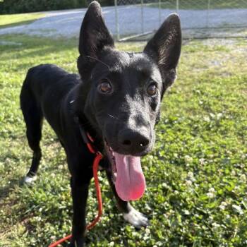 Ed -  German Shepherd Dog Dog for Adoption in Chuckey, Tennessee - Ed | PetCurious