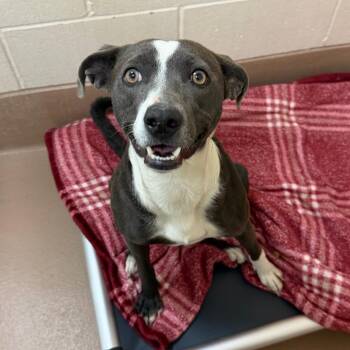 Pit Bull Terrier and Border Collie Dogs Available for Adoption in Reno, Nevada - Mizzy | PetCurious