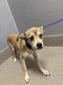 JOSHUA -  Chihuahua and Mixed Breed Dog for Adoption in Las Vegas, Nevada - JOSHUA | PetCurious