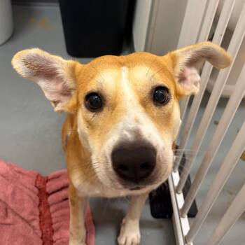 Kaleidoscope -  Cattle Dog and Mixed Breed Dog for Adoption in Austin, Texas - Kaleidoscope | PetCurious