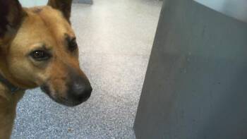 ZEKE -  German Shepherd Dog Dog for Adoption in Charlotte, North Carolina - ZEKE | PetCurious