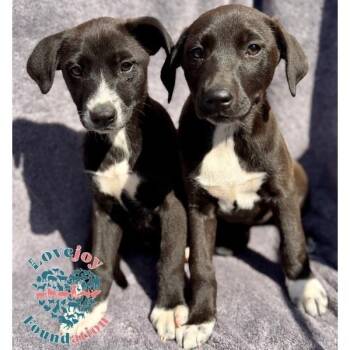 Australian Cattle Dog Blue Heeler and Doberman Pinscher Dogs Available for Adoption in Inglewood, California - Queen Litter COH | PetCurious