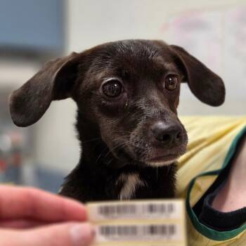 Mixed Breed Dogs Available for Adoption in Charleston, West Virginia - Peanut Jenkins | PetCurious