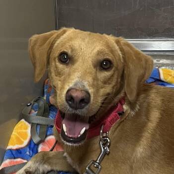 Percie -  Labrador Retriever Dog for Adoption in Palm Springs, California - Percie | PetCurious