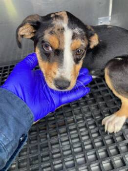 Mixed Breed Dogs Available for Adoption in Dallas, Texas - ADA | PetCurious