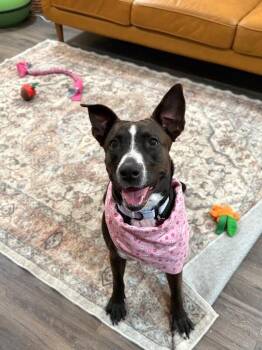 Baby Girl Snuggle Muffin -  Pit Bull Terrier and Labrador Retriever Dog for Adoption in Friendswood, Texas - Baby Girl Snuggle Muffin | PetCurious
